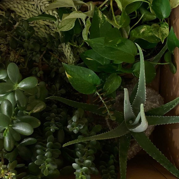 Meet your Posher, Jess - Picture 1 of 1